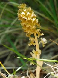 Attēlu rezultāti vaicājumam “Neottia nidus-avis bud”