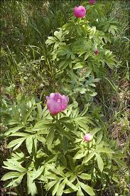 Attēlu rezultāti vaicājumam “Paeoniaceae”