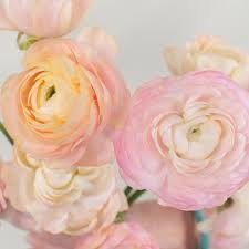 Attēlu rezultāti vaicājumam “Ranunculus mendax flower”