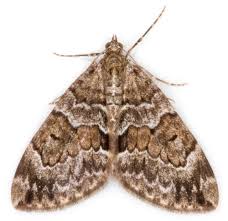 Attēlu rezultāti vaicājumam “Thera variata”