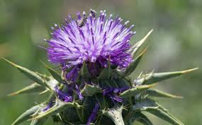 Image result for Silybum marianum