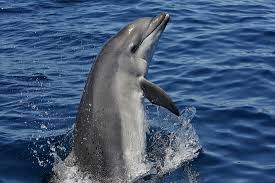 Image result for Tursiops truncatus