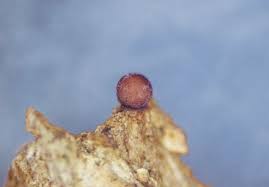 Attēlu rezultāti vaicājumam “Ophiotheca chrysosperma macro”