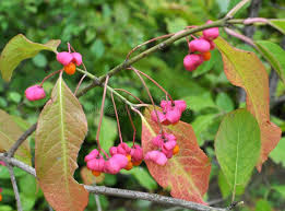Attēlu rezultāti vaicājumam “Hordelymus europaeus fruit”