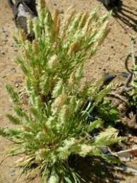 Attēlu rezultāti vaicājumam “Juncus nastanthus”