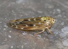 Attēlu rezultāti vaicājumam “Lamprotettix nitidulus”