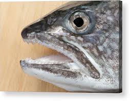 Image result for Salvelinus namaycush