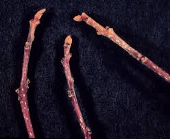 Attēlu rezultāti vaicājumam “Frangula alnus bud”