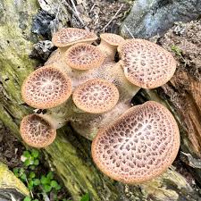 Attēlu rezultāti vaicājumam “Polyporus squamosus”