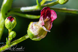 Attēlu rezultāti vaicājumam “Potentilla arenaria bud”