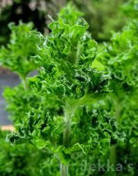 Attēlu rezultāti vaicājumam “Mentha spicata leaf”