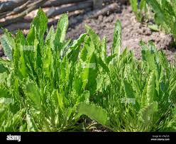 Attēlu rezultāti vaicājumam “Armoracia rusticana leaf”