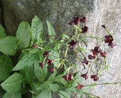 Image result for Nicotiana x sanderae