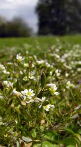Attēlu rezultāti vaicājumam “Erophila verna flower”