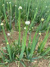 Résultat de recherche d'images pour "Allium fistulosum"