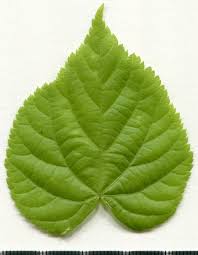 Attēlu rezultāti vaicājumam “Tilia cordata leaf”