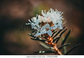 Attēlu rezultāti vaicājumam “Ledum palustre flower”