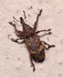 Attēlu rezultāti vaicājumam “Pissodes piniphilus”