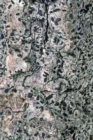 Attēlu rezultāti vaicājumam “Alyxoria varia”