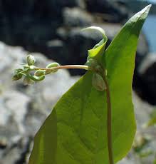 Attēlu rezultāti vaicājumam “Fallopia convolvulus fruit”