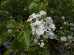 Attēlu rezultāti vaicājumam “Pyrus pyraster”
