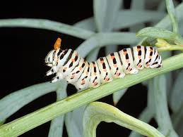Attēlu rezultāti vaicājumam “Papilio machaon larva”