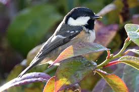 Attēlu rezultāti vaicājumam “Periparus ater”