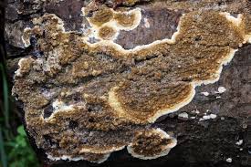 Attēlu rezultāti vaicājumam “Coniophora puteana”