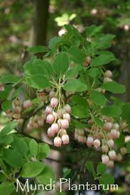 Attēlu rezultāti vaicājumam “Enkianthus chinensis”