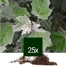 Attēlu rezultāti vaicājumam “Populus alba Nivea”