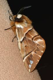 Attēlu rezultāti vaicājumam “Endromidae”