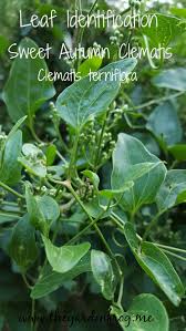 Attēlu rezultāti vaicājumam “Clematis leaf”