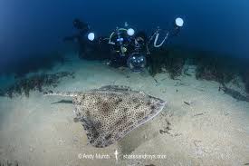 Image result for Raja brachyura