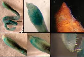 Attēlu rezultāti vaicājumam “Amaurochaete sp.”