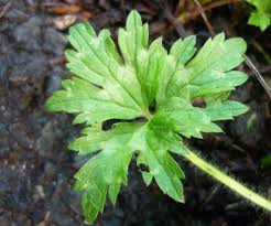 Attēlu rezultāti vaicājumam “Ranunculus repens leaf”