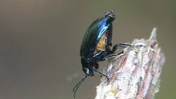 Attēlu rezultāti vaicājumam “Agelastica alni”