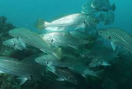 Image result for Argyrosomus japonicus