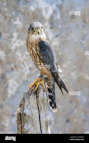 Image result for Falco columbarius