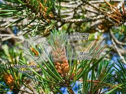 Attēlu rezultāti vaicājumam “Pinus sylvestris leaf”