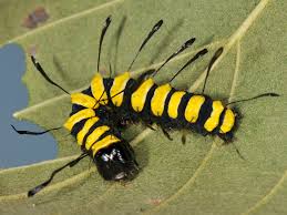 Attēlu rezultāti vaicājumam “Acronicta alni larva”