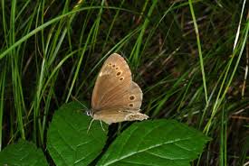Attēlu rezultāti vaicājumam “Lopinga achine underside”