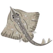 Image result for Rostroraja alba