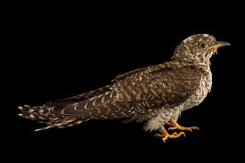 Attēlu rezultāti vaicājumam “Cuculus canorus”