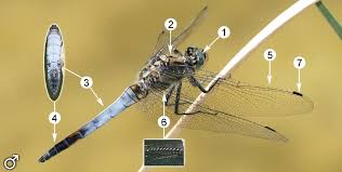 Attēlu rezultāti vaicājumam “Orthetrum cancellatum”