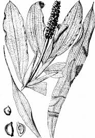 Attēlu rezultāti vaicājumam “Potamogeton lucens”