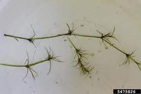 Attēlu rezultāti vaicājumam “Najas flexilis”