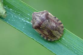 Attēlu rezultāti vaicājumam “Eurygaster testudinaria nymph”