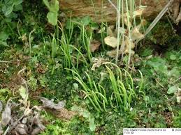 Attēlu rezultāti vaicājumam “Phaeoceros laevis subsp. carolinianus”