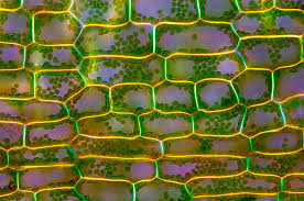 Attēlu rezultāti vaicājumam “Elodea canadensis leaf”