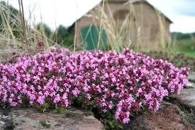 Image result for Thymian